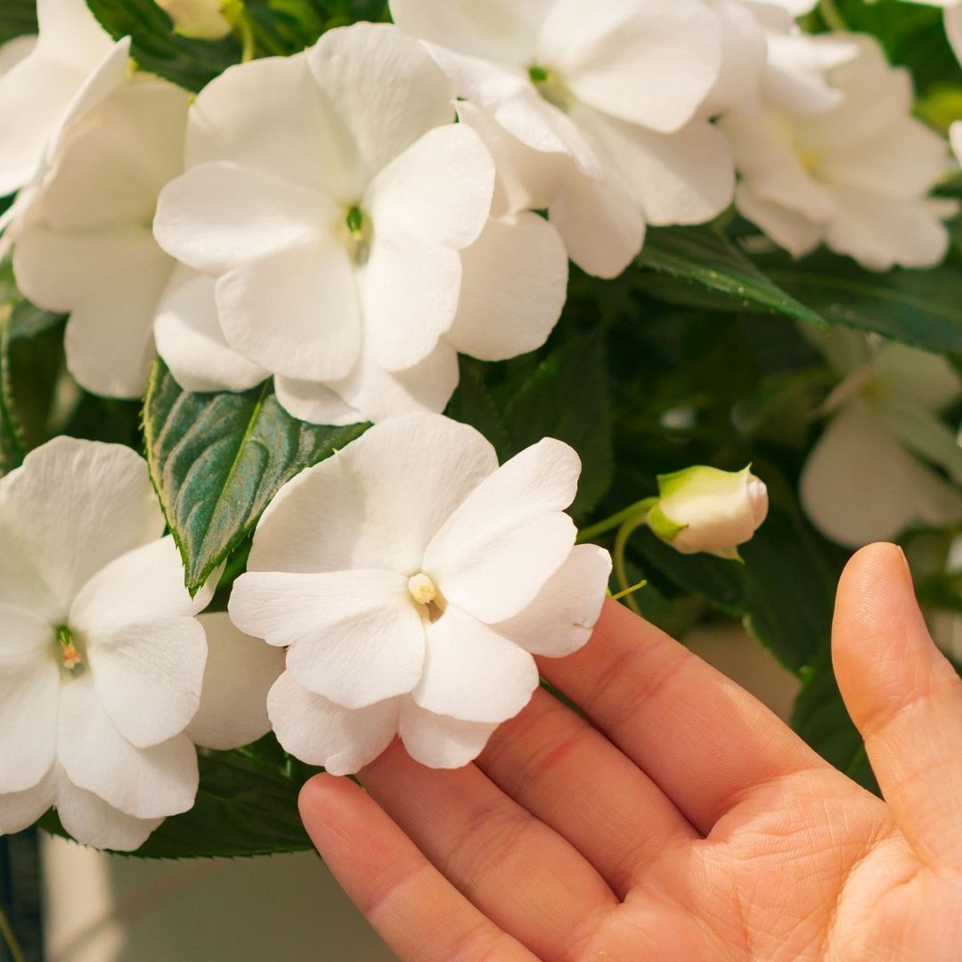 New Guinea Impatiens – Super Sonic White – 8″ Hanging Basket